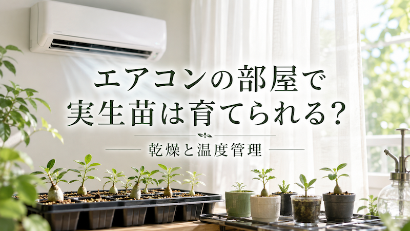 エアコンの部屋で実生苗は育てられる?
