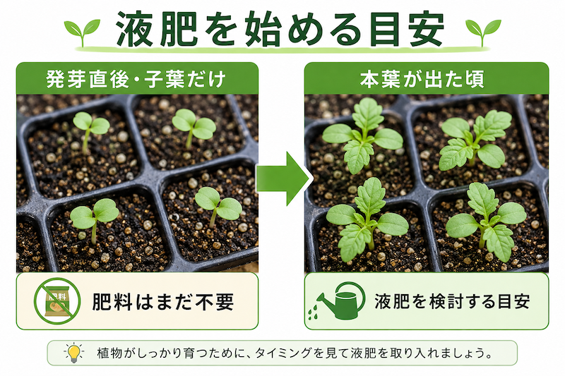 液肥を始める目安