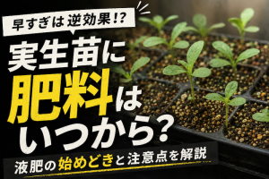 実生苗に肥料はいつから?