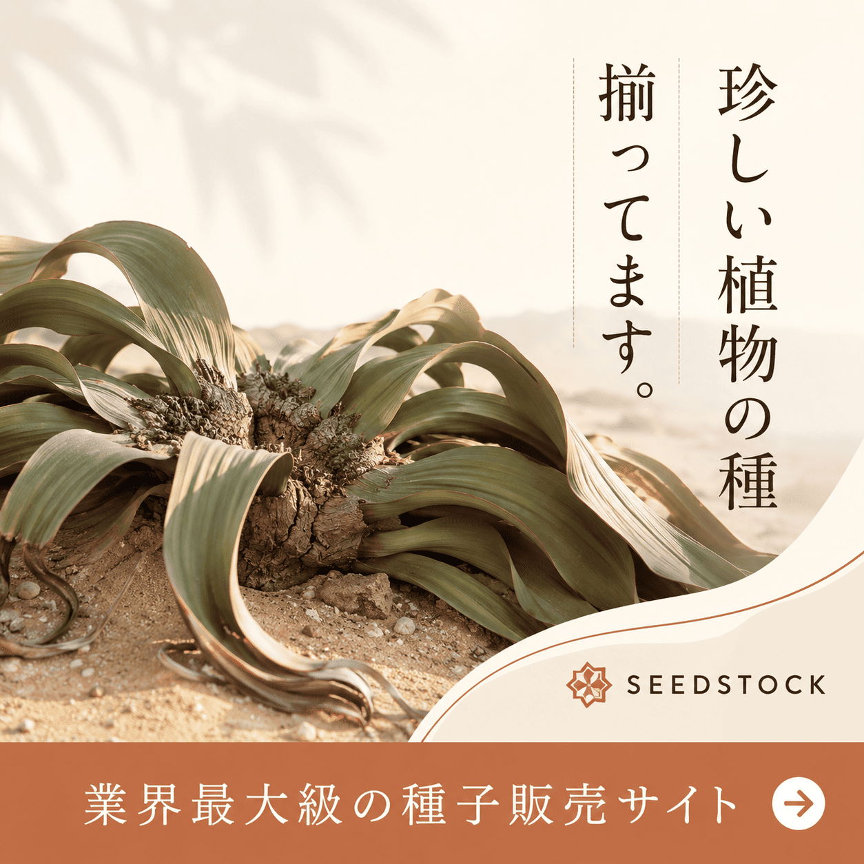 パキポディウム 【 速達発送料込 】 パキポの初売り！半額ポイントバック【数量限定】 - シードストック