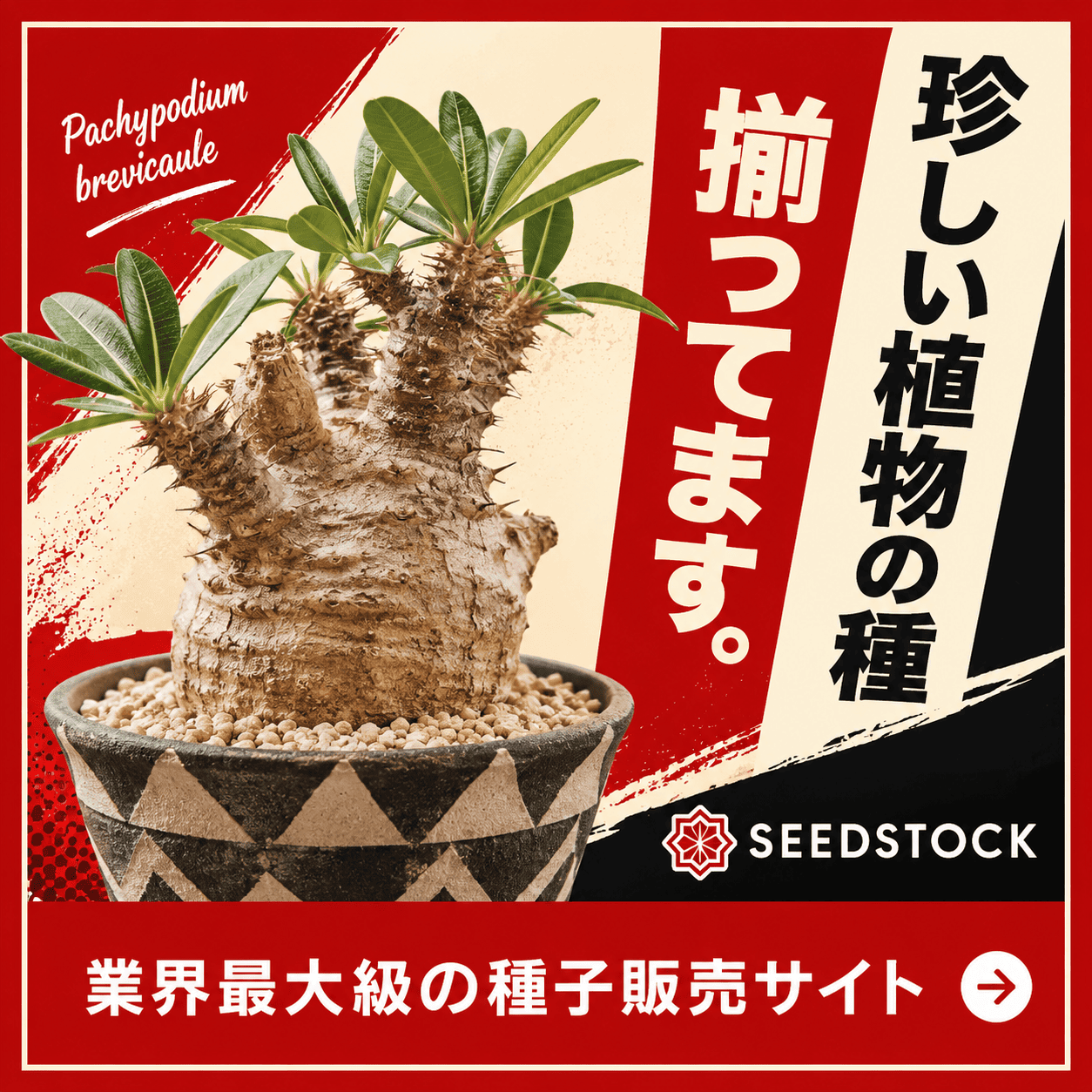あなたにぴったりのパキポディウムはどれ？初心者から上級者まで