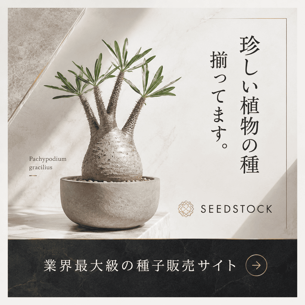 パキポの初売り！半額ポイントバック【数量限定】 - シードストック