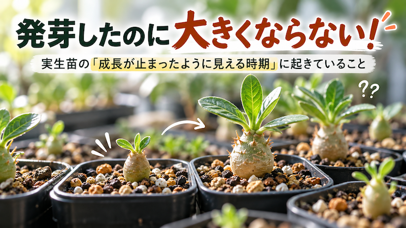 発芽したのに大きくならない