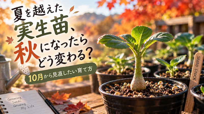実生苗秋になったらどう変わる？