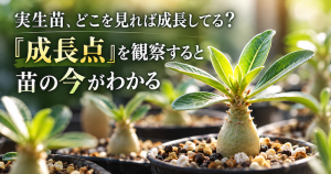実生苗、どこを見れば成長してる？