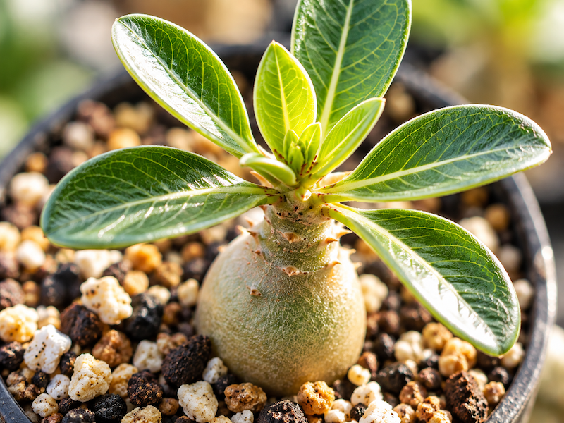 光を浴びる小さな塊根植物