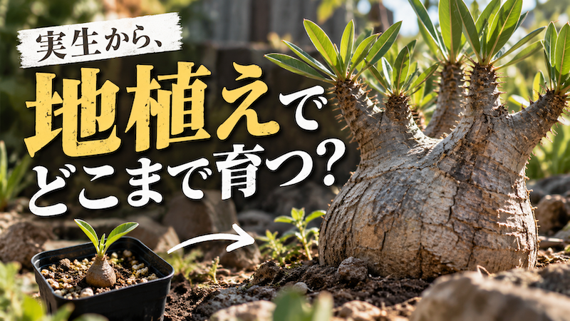 地植えでどこまで育つ？