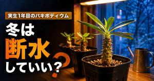冬は断水していい？