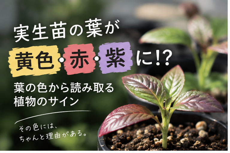 実生苗の葉の色