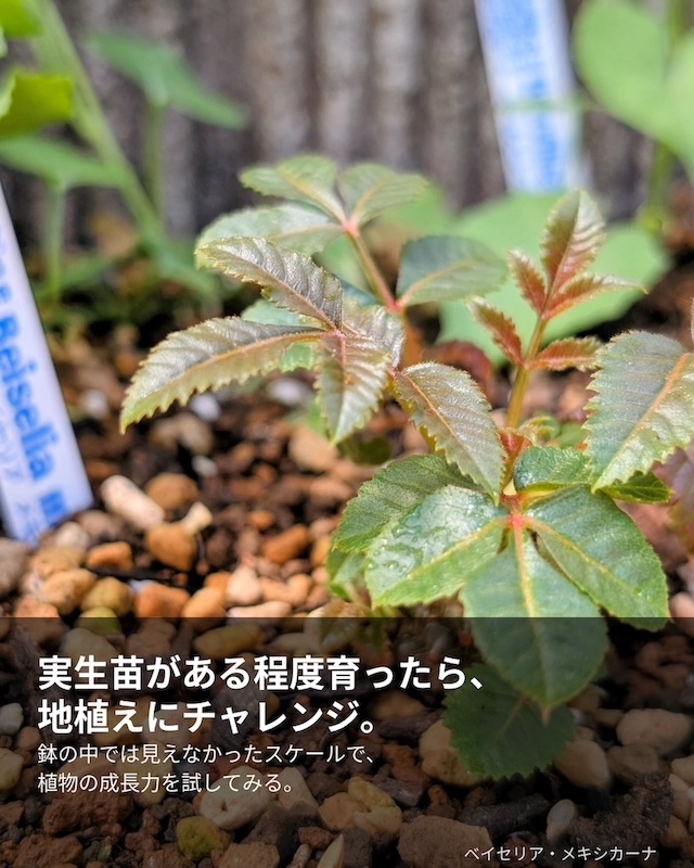 地植えにチャレンジ