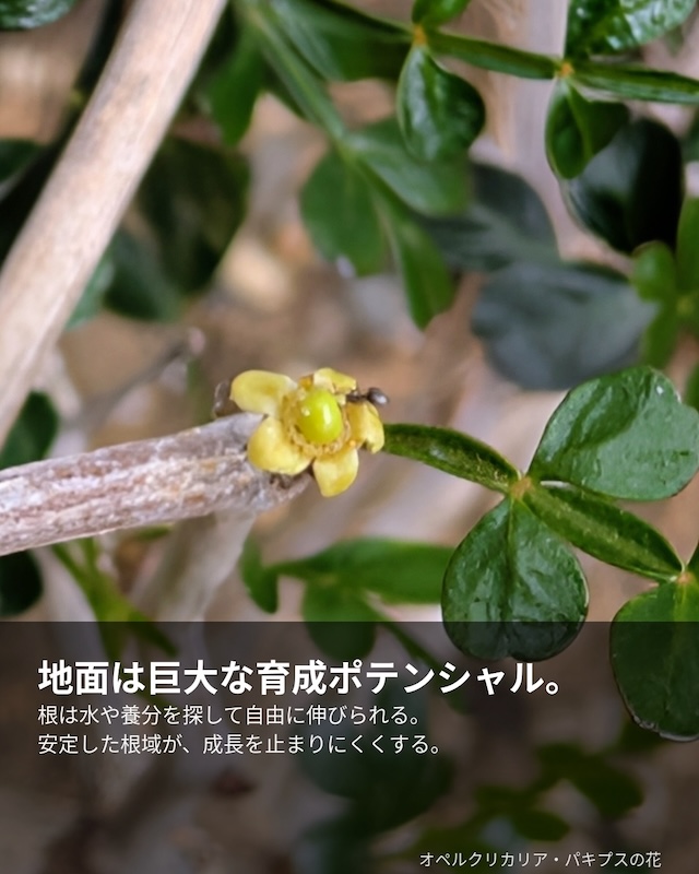 地植えのポテンシャル