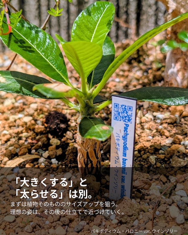 大きくと太らせるは別
