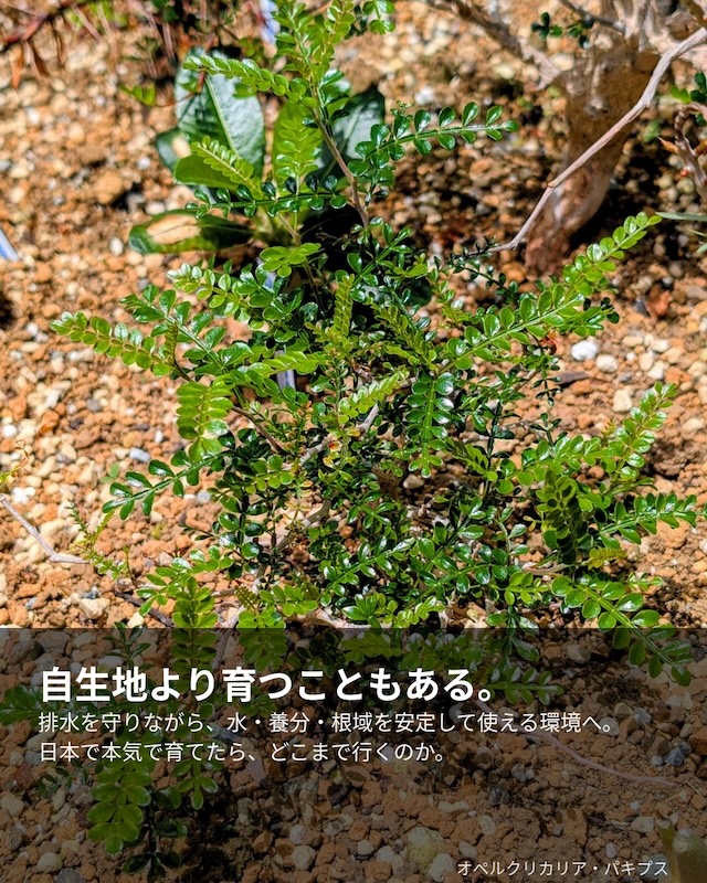 自生地より育つこともある
