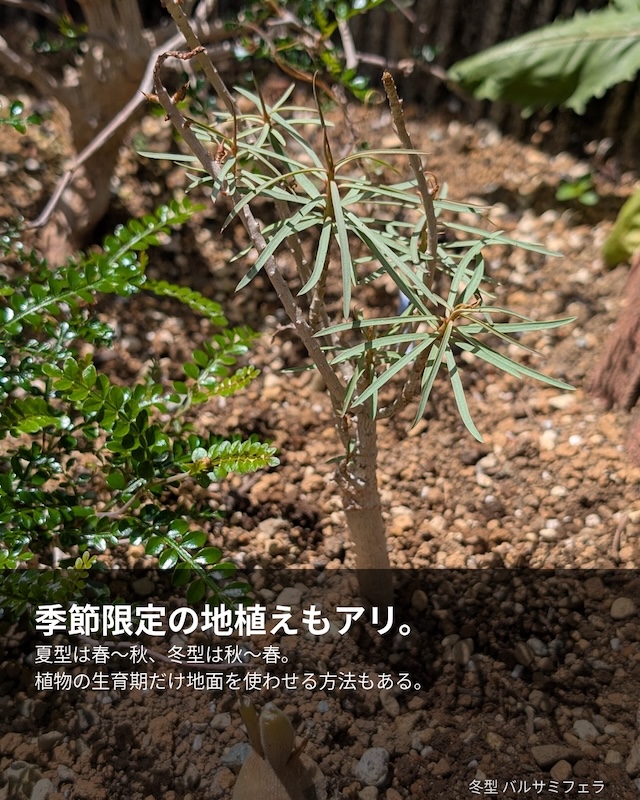 季節限定の地植えもアリ