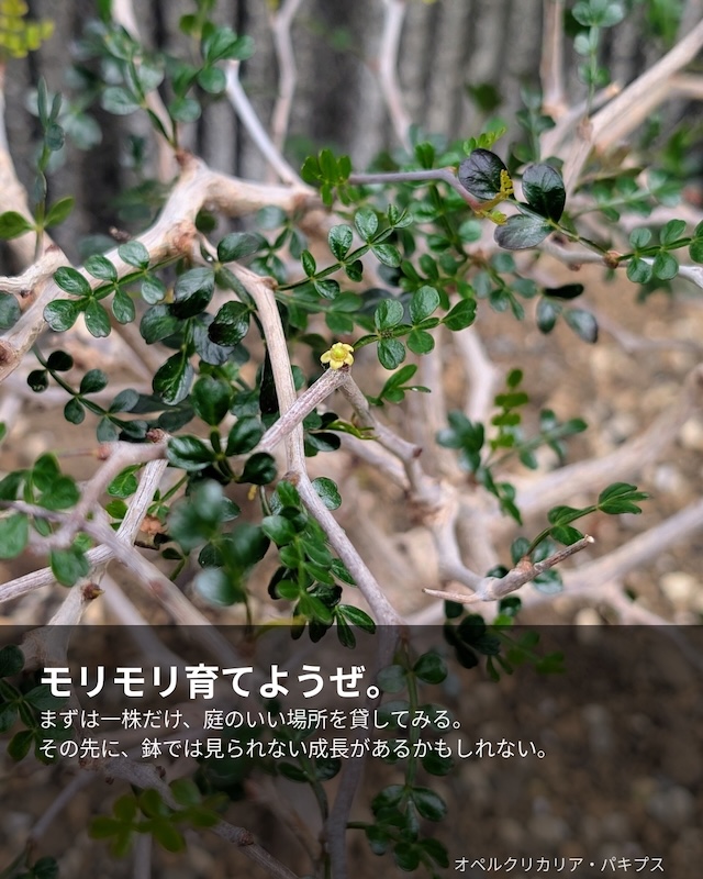 モリモリ育てようぜ