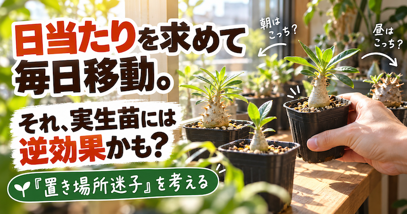 日当たり求めて毎日移動