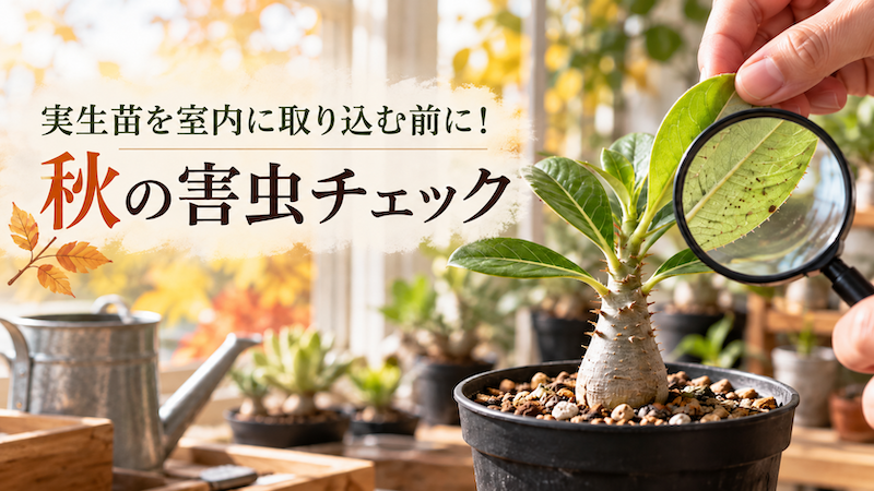 秋の害虫チェックと多肉植物