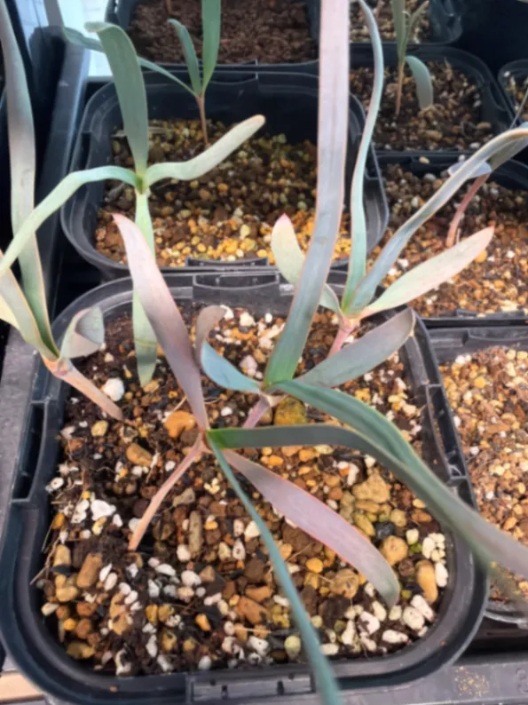 Welwitschia mirabilis (ウェルウィッチア ミラビリス 奇想天外)