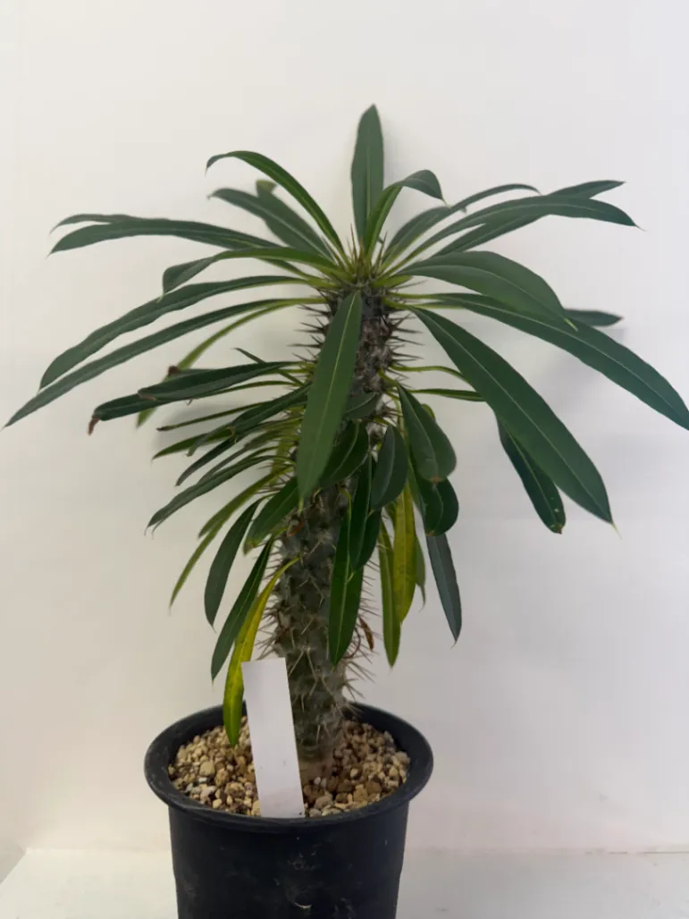 Pachypodium lamerei (パキポディウム ラメレイ)
