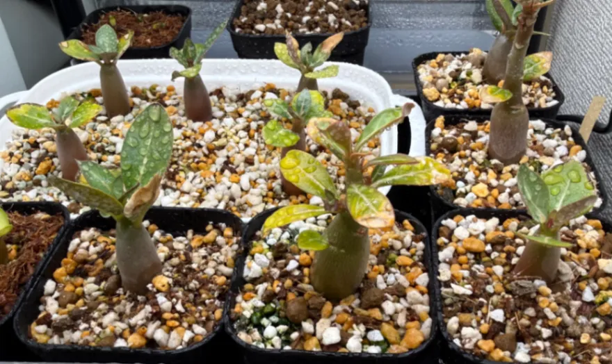 Adenium arabicum black giant (アデニウム アラビカム ブラックジャイアント)