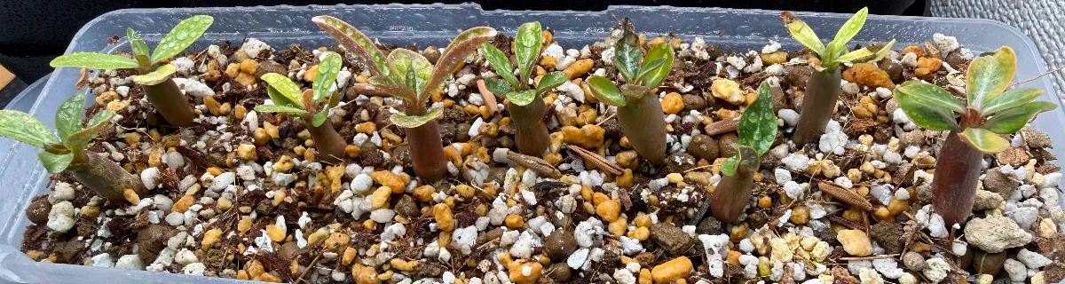 Adenium somalense var. somalense (アデニウム ソマレンセ)