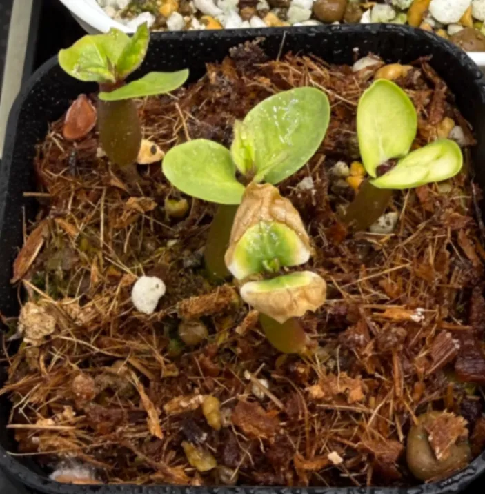 Pachypodium saundersii (パキポディウム サンデルシー)