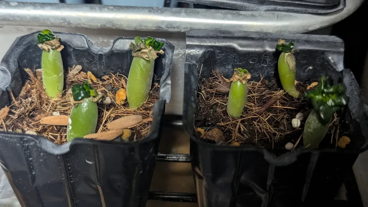 DHA Adenium thai socotranum DHA (アデニウム)