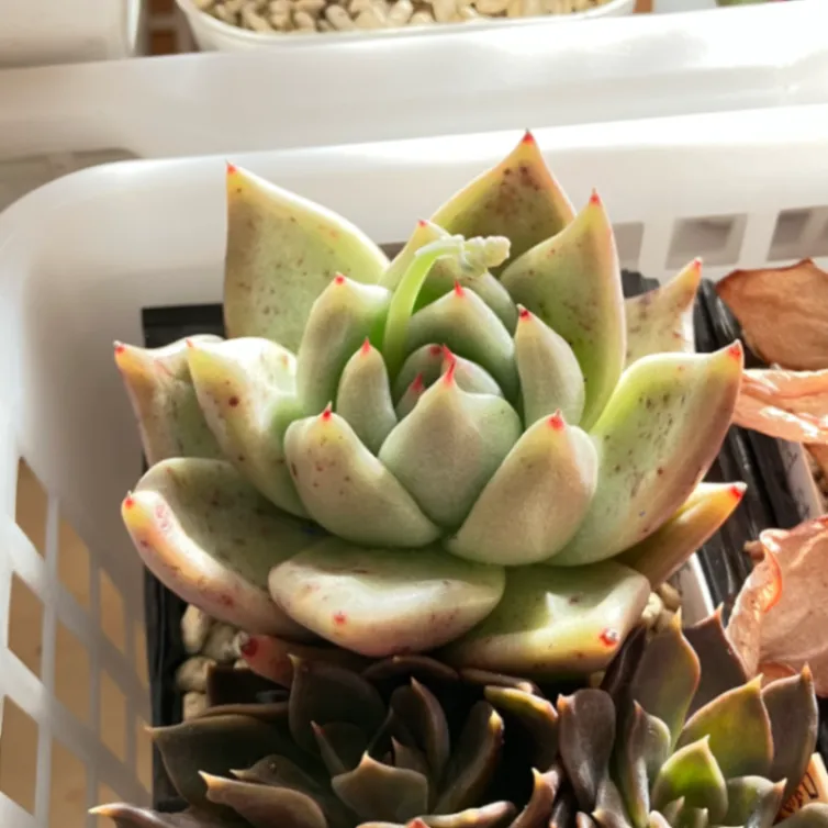 Echeveria agavoides var. Fresnillo Zacatecas (エケベリア アガボイデス フレスニーヨ サカテカス)