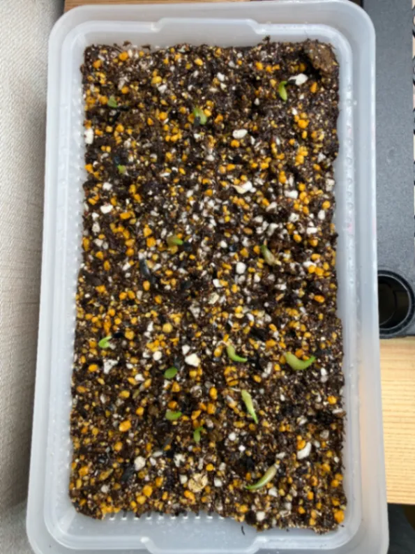 Agave oteroi Lot. (アガベ オテロイ)