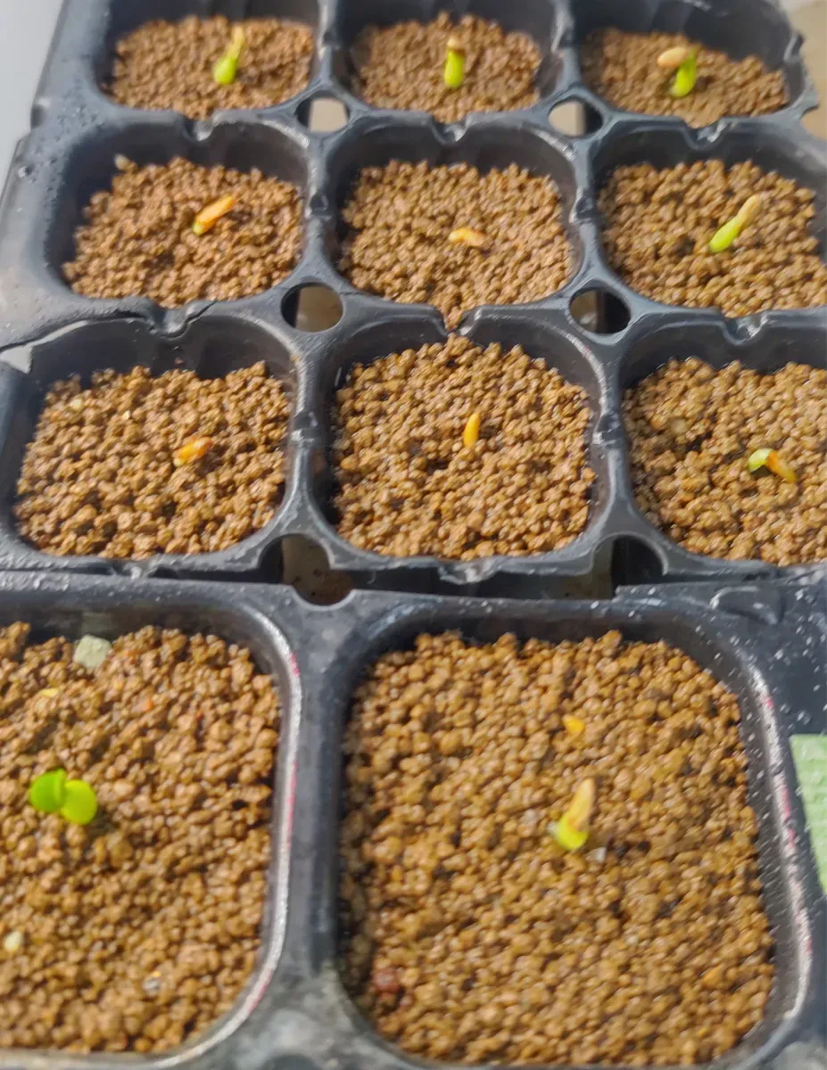 Pachypodium rosulatum var. inopinatum ([プレゼント種子 3月22日まで] パキポディウム イノピナツム)