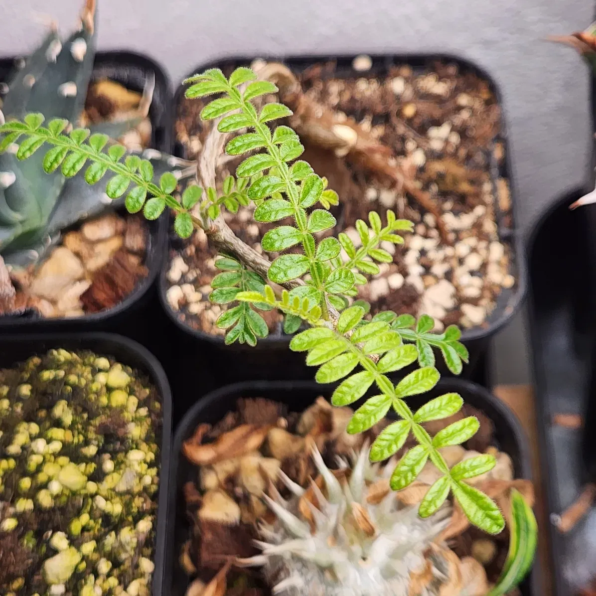 Operculicarya hyphaenoides Lot. (オペルクリカリア ヒファエノイデス)