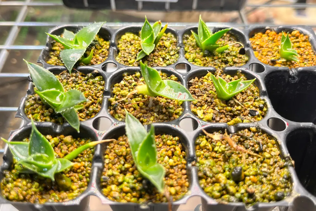 Agave utahensis var. eborispina (アガベ エボリスピナ ヴェガス 2023)