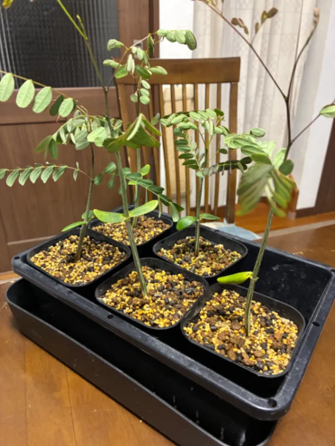 播種4日後で5芽/6粒発芽