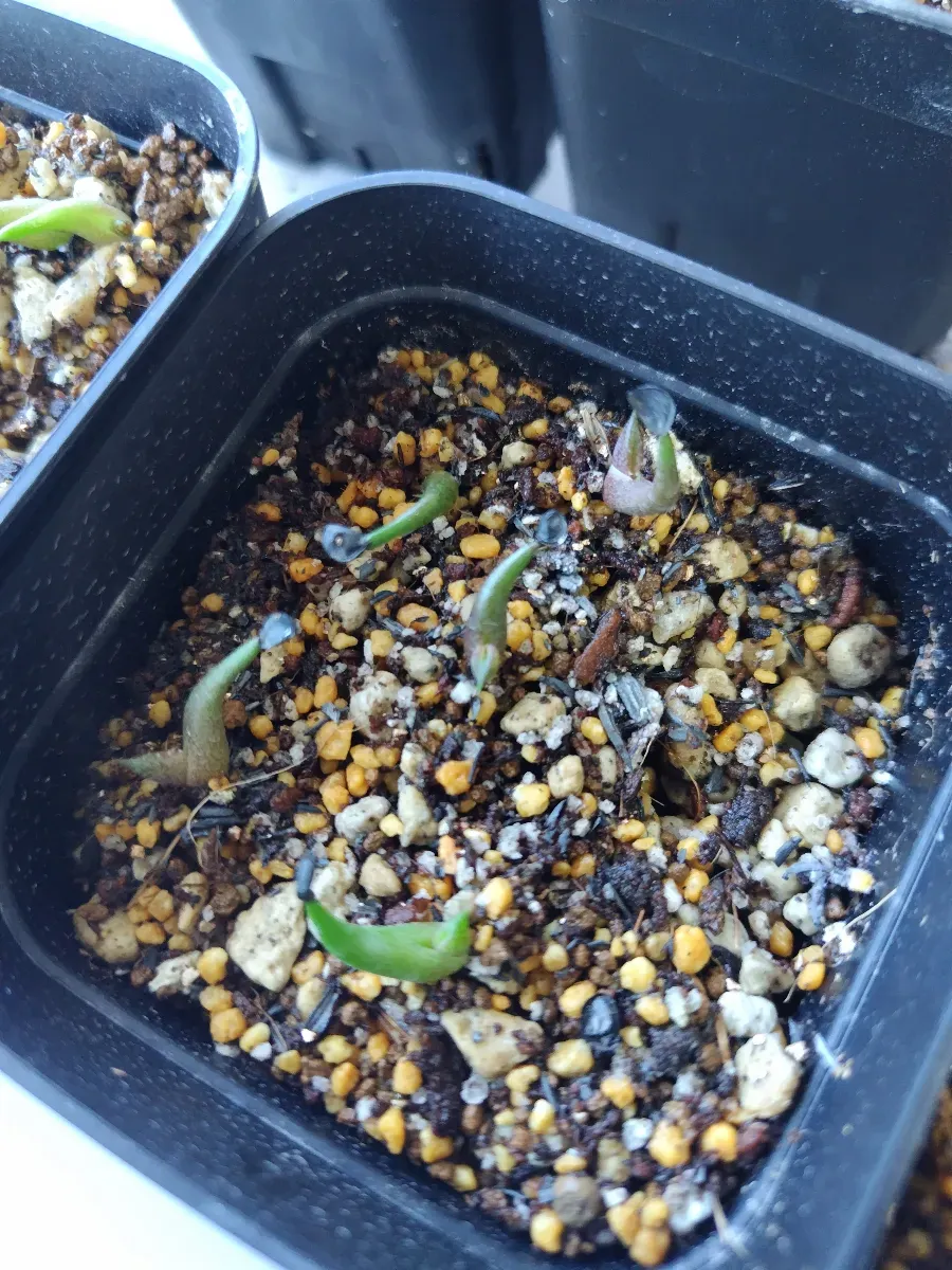 Agave titanota Blue Lot. (アガベ チタノタブルー)