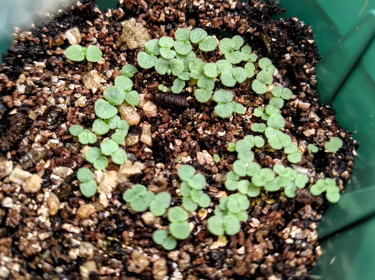 Echeveria rubromarginata (エケベリア ルブロマルジナータ)