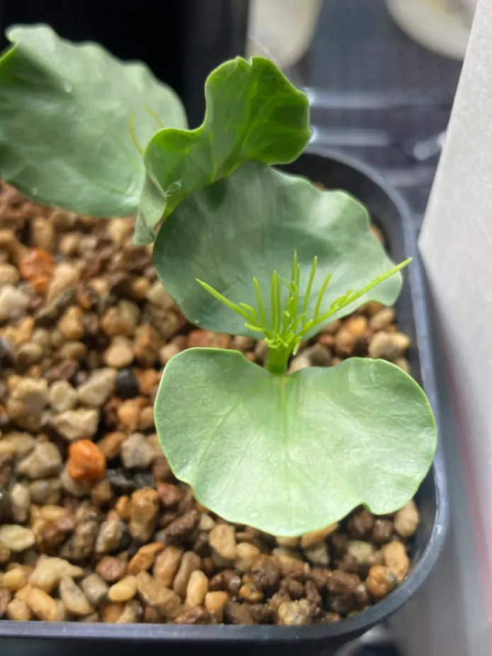 Commiphora kraeuseliana (コミフォラ クラウセリアナ)