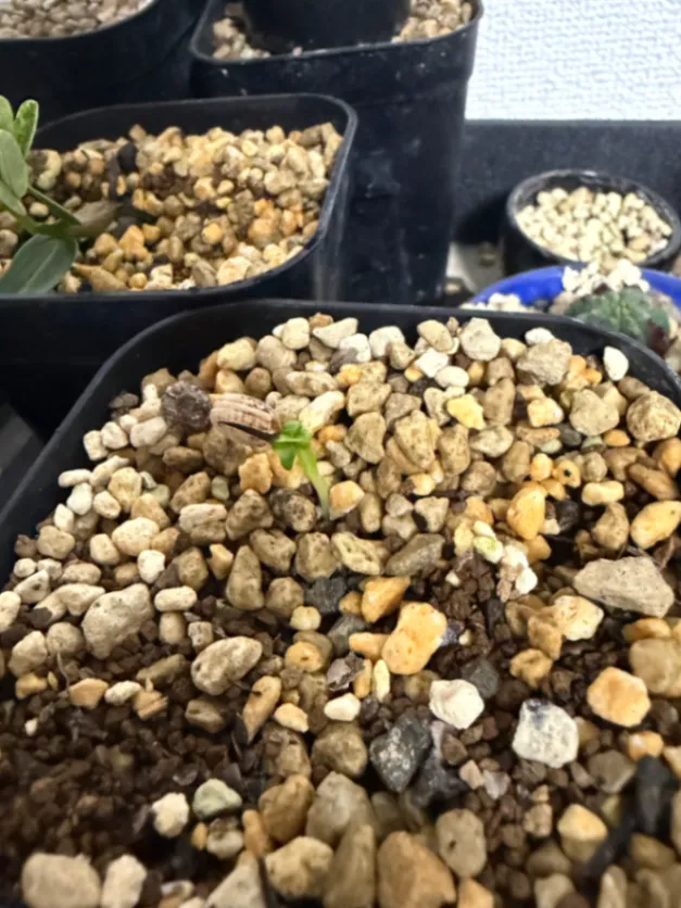 Cyphostemma woodii (キフォステンマ ウッディ)