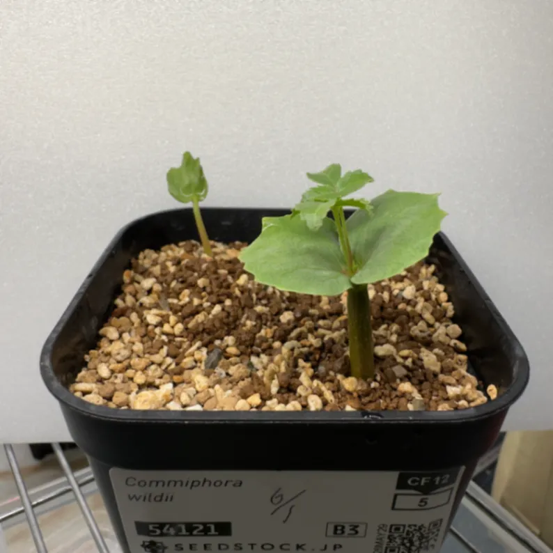 Commiphora wildii (コミフォラ ワイルディ)