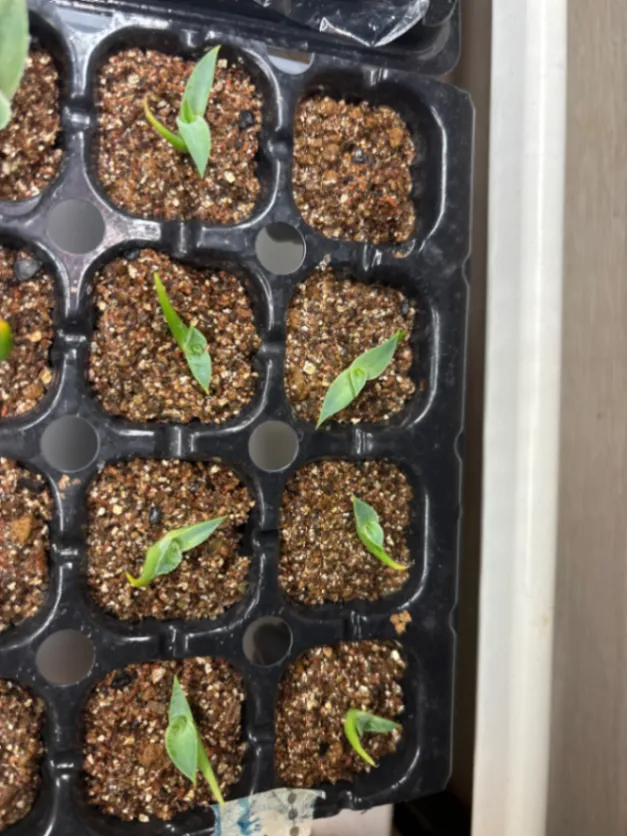 Agave utahensis nevadensis (アガベ ネヴァデンシス)