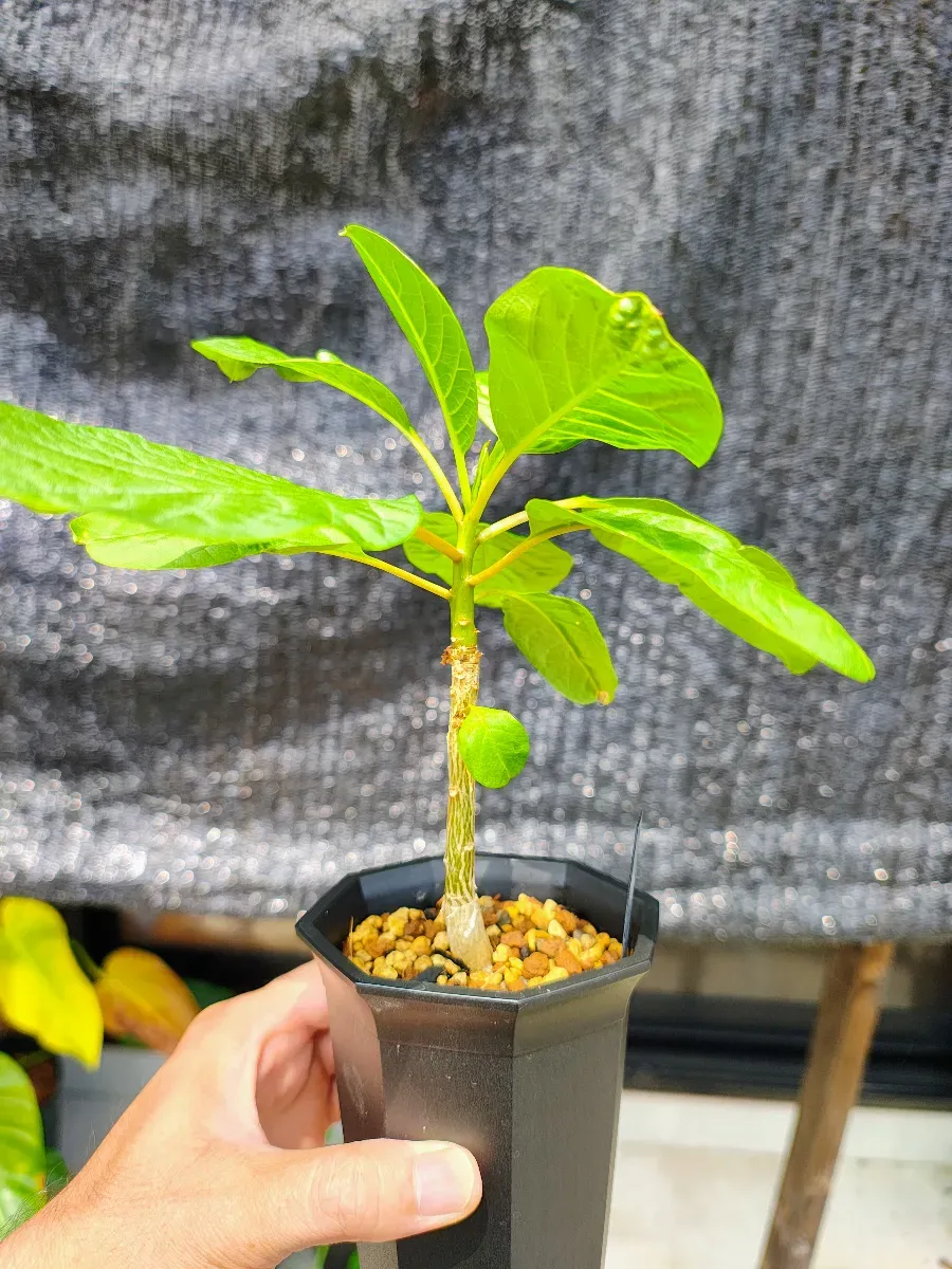 Phytolacca dioica (フィトラッカ ディオイカ)