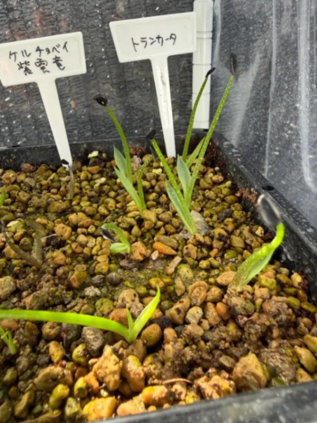 Agave parryi var. truncata (アガベ パリー トランカータ)