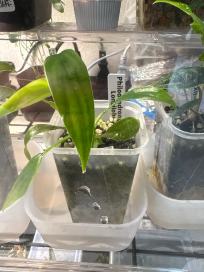 Philodendron longilobum (フィロデンドロン ロンギロバム)