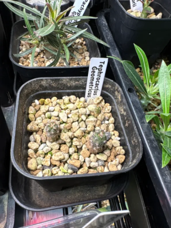 Tephrocactus geometricus (テフロカクタス ゲオメトリクス)