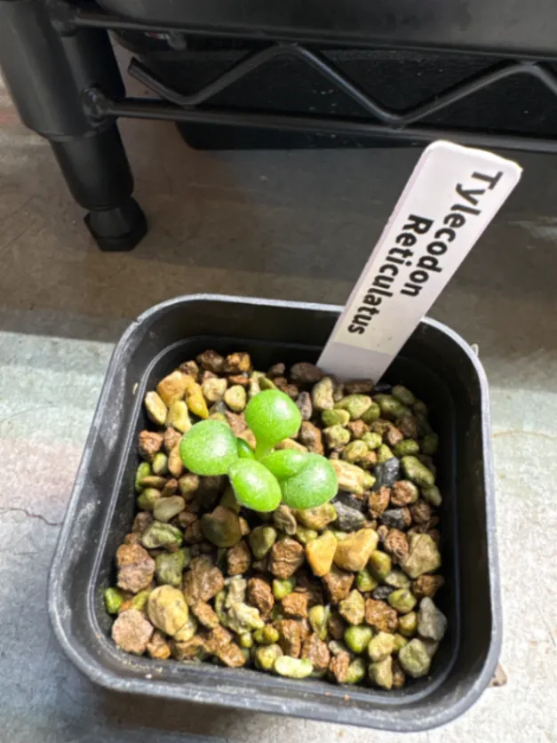 Tylecodon reticulatus (ティレコドン レティクラタス)