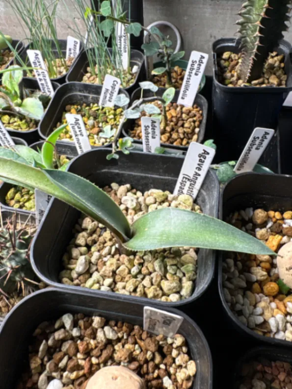 Agave angustifolia (アガベ アンガスティフォリア)