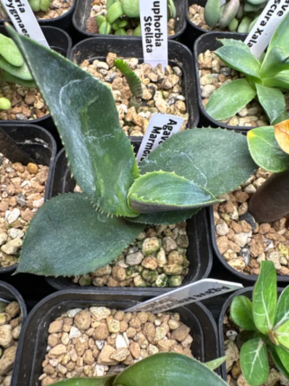 Agave marmorata (アガベ マルモラータ)