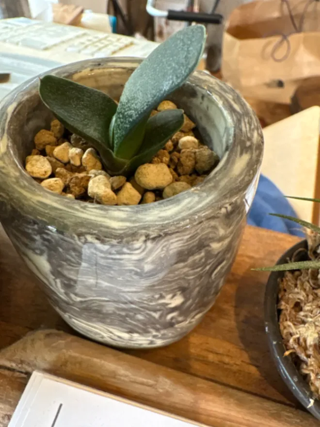 Gasteria Mix (ガステリア ミックス)