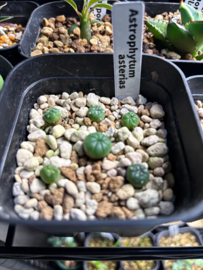 Astrophytum asterias (アストロフィツム アステリアス 兜)