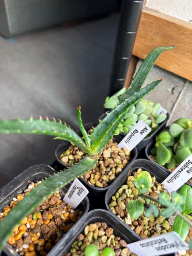 Aloe rupestris (アロエ ラペストリス)