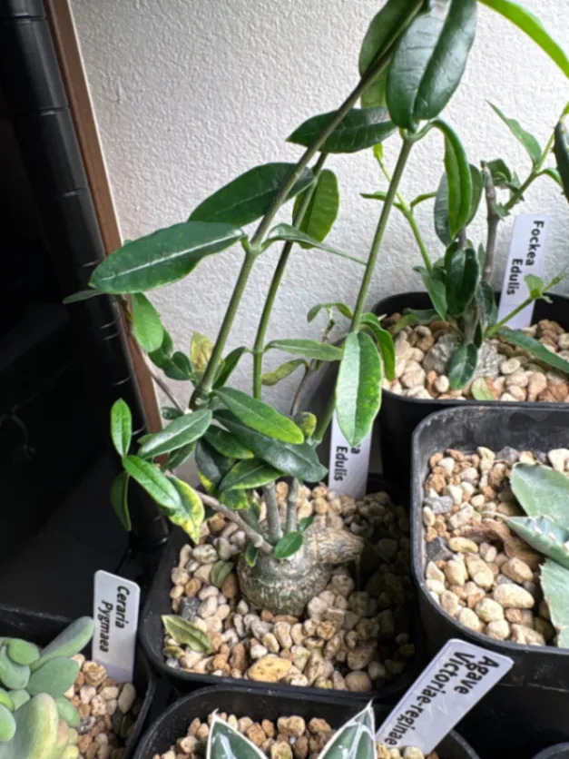 Fockea edulis (フォッケア 火星人)